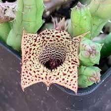 Image result for Huernia volkartii