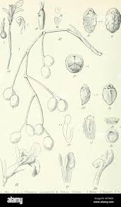 Image result for Halopegia azurea