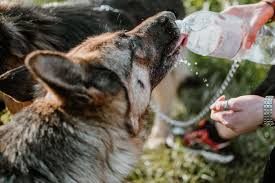 This includes drinking, touching it. How Much Water Should A Puppy Drink