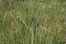 Image result for Sporobolus africanus