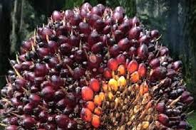 Kelapa sawit means oil palm in malay. Santan Kelapa Sawit In English