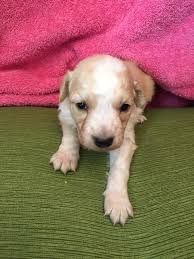 Puppyfinder.com is your source for finding an ideal english shepherd puppy for sale in usa. View Ad English Shepherd Litter Of Puppies For Sale Near Virginia South Boston Usa Adn 68084