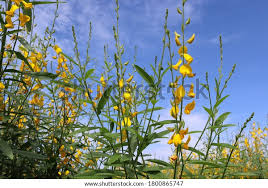 Image result for Crotalaria quarrei