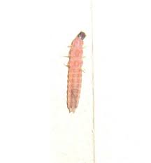 Der rote weichkäfer/ein roter weichkäfer | die roten weichkäfer. Hilfe Insekt Im Haus Gefunden Weiss Jemand Was Das Ist Was Es Anrichtet Tiere Natur Wohnen