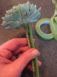 We did not find results for: How To Wire A Succulent For A Bouquet Real Flower Business