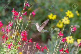 Anna's Hummingbird Hovering Mid Flight, Feeding On Bright Red ...