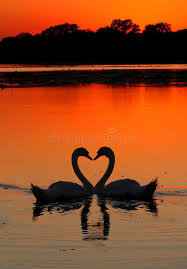 Stream tracks and playlists from swans on your desktop or mobile device. Swans Heart Sunset Two Swans In The Shape Of A Heart At Sunset Ad Heart Swans Sunset Shape Swans Swan Painting Sunset Canvas Painting Swans Art