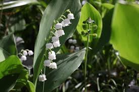 Ces petits cadeaux maison feront plaisir aux proches des enfants qui les recevront. Le Muguet Du 1er Mai Est Il Un Peu Beaucoup Ou Pas Du Tout Ecolo Le Parisien