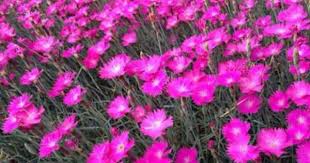 Pin On Flowers