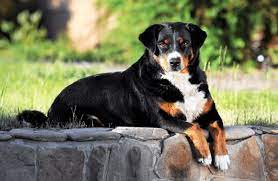 The appenzeller sennenhund temperament is an interesting blend. Appenzeller Sennenhund Haustierratgeber De