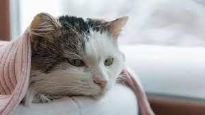 Kucing yang hidup di dalam rumah, biasanya memiliki umur yang lebih panjang dan bisa hidup lebih dari 20 tahun, atau sama dengan 96 tahun umur manusia. 15 Cara Mengobati Kucing Sakit Dari Ahlinya Paling Ampuh