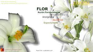 Azucena Propiedades Y Beneficios Usos Medicinales De La Planta Y Flor De Azucena Youtube