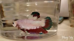 This is a big betta with a lot of energy! Halfmoon King Betta Male Youtube