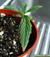 Cannabis pests are probably the biggest threats to having an abundant harvest for most cannabis growers. Cannabis Plant And Pest Problem Solver Pictorial 420 Magazine