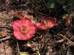 Image result for Grielum