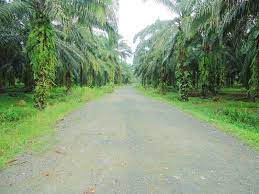 Kelapa sawit terdiri daripada dua spesies arecaceae atau famili palma yang digunakan untuk pertanian komersil dalam pengeluaran minyak kelapa sawit. Ladang Kelapa Sawit Jagoharmoni Milik Pkps Perbadanan Kemajuan Pertanian Selangor