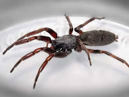 Proactive pest solutions came and performed our annual pest inspection and treatment. Pest Control Auckland Protekt Pest Control