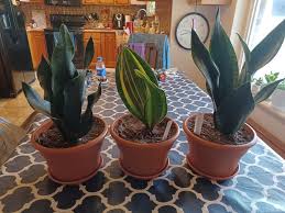 Image result for Sansevieria humiflora