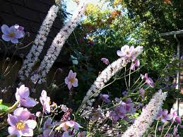 Although cut flowers are bred and selected for naturally long, strong, straight stems, some species are worth growing but require extra support. Cimicifugas Superstars Of The Autumn Garden Autumn Garden Anemone Plant Combinations