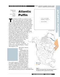 5,213 likes · 13 talking about this. Pdf Atlantic Puffin Fratercula Arctica