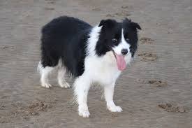 File Border Collie At Beach Jpg Wikimedia Commons