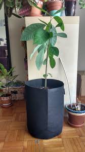 These are the easiest trees to remove from their containers because you can just use there's never been any benefit shown in adding compost or fertilizer to an avocado tree's planting hole. The Biggest Avocado Plant I Have Grown So Far From Pit Just Got Repotted In His New Fabric Pot Let S Hope He Thrives In It Houseplants