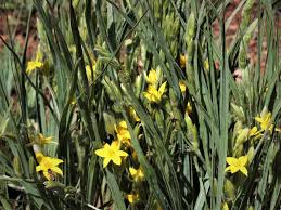 Image result for Hypoxis
