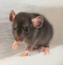 Mirtill Cute Rats Cute Little Animals Pet Rodents