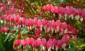 Asian Bleeding Heart Tips For Planting And Caring For Lamprocapnos Spectabilis