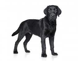 Check spelling or type a new query. Black Golden Retriever Dog Breed Information And Owner S Guide Perfect Dog Breeds