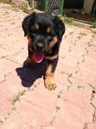 50 Gunluk Rottweiler Im Ss