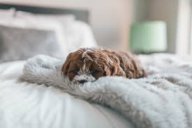 Maybe you would like to learn more about one of these? 11 Pros And 11 Cons Of Cavapoo Puppies Breed
