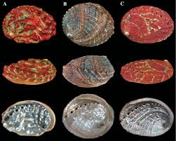 A. Haliotis kamtschatkana kamtschatkana Jonas, 1845, 3 m, Denman ...