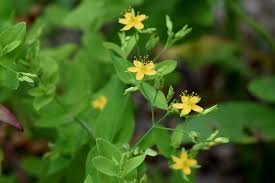 Image result for Hypericum humbertii
