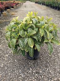 Image result for Sanchezia speciosa