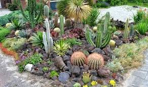 Add it to spray bottle or pour it directly over the plants you want to kill. Plant Of The Month Cactus West Hawaii Today
