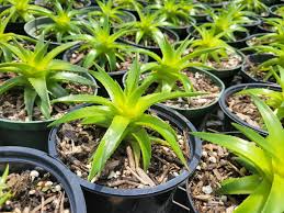 Image result for Dyckia