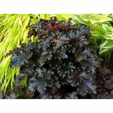 However, soil that is too heavy and full of clay would benefit from amendments like sand and larger quantities of compost before planting. Living Fashion Heuchera Black Taffeta Shade Perennials Mitre 10