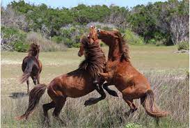 The outer banks are one of the south's greatest treasures. Birth Control Shots Extend Lives Of Outer Banks Wild Horses Raleigh News Observer