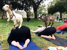 Goat Yoga Is A Thing Started At A Lavender Farm Near Victoria Bc
