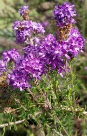 Image result for Selago albomarginata