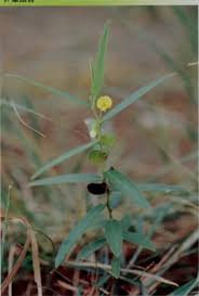 Image result for Eriosema