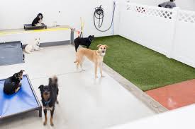 Baby beaver gets rescued, ends up building 'dams' in rescuer's home using random household items. Cleveland Area Dog Trainers And Boarders See Surge In Business After The Covid 19 Puppy Adoption Rush Cleveland Com