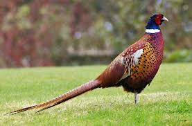 I was wondering if anybody has experience rearing pheasants and releasing them? Phasianus Wikipedia