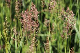 Image result for Megaloprotachne