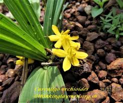 Image result for Curculigo pilosa