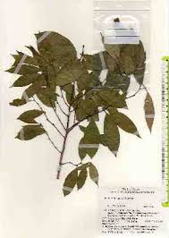 Image result for Bridelia brideliifolia