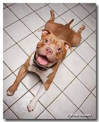 pin by nina humble on animals that i love baby dogs my animal cute animals