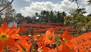 Tak hanya bunga matahari, ada pula. Bulan November Saatnya Berwisata Di Kebun Bunga Amarilis Gunungkidul