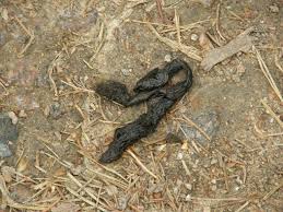 Image result for marten poop